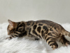 Photo №2 to announcement № 100956 for the sale of bengal cat - buy in Belgium private announcement, from nursery, breeder