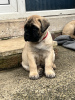 Photo №1. bullmastiff - for sale in the city of New York | 580$ | Announcement № 102296