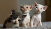 Photo №1. devon rex - for sale in the city of Berlin | 317$ | Announcement № 70410