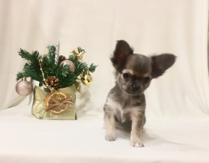 Photo №1. chihuahua - for sale in the city of Moscow | 726$ | Announcement № 4548