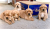 Photo №1. golden retriever - for sale in the city of Helsinki | 400$ | Announcement № 65403