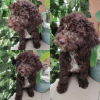 Photo №1. lagotto romagnolo - for sale in the city of Belgrade | negotiated | Announcement № 65026