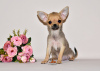 Photo №2 to announcement № 32608 for the sale of chihuahua - buy in Russian Federation from nursery, breeder