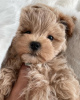 Photo №3. Beautiful maltipoo puppies. Germany