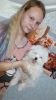 Photo №1. maltese dog - for sale in the city of Rostov-on-Don | 675$ | Announcement № 15248