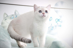 Photo №2 to announcement № 2299 for the sale of british shorthair - buy in Russian Federation breeder