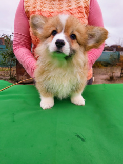 Photo №2 to announcement № 3819 for the sale of welsh corgi - buy in Belarus from nursery, breeder