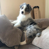 Photo №1. australian shepherd - for sale in the city of Berlin | 528$ | Announcement № 92456