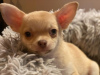 Additional photos: Golden boy chihuahua