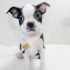 Photo №1. boston terrier - for sale in the city of Prague | 300$ | Announcement № 111195