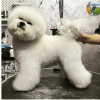 Photo №4. I will sell bichon frise in the city of Bar. private announcement, from nursery, breeder - price - negotiated