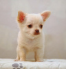 Photo №1. chihuahua - for sale in the city of New York | 500$ | Announcement № 11071