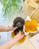 Photo №2 to announcement № 121731 for the sale of poodle (toy) - buy in Poland breeder