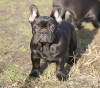 Photo №2 to announcement № 91272 for the sale of french bulldog - buy in Serbia breeder