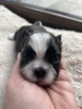 Additional photos: Shih-Tzu ZKwp FCI - Stelle Tibetane (FCI)