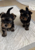 Photo №1. yorkshire terrier - for sale in the city of Cheadle | negotiated | Announcement № 121634