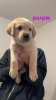 Additional photos: Beautiful Golden Labrador puppies (Fully Vaccinated)