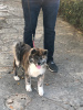 Additional photos: I am selling Japanese Akita puppies