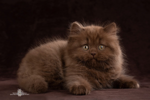 Photo №4. I will sell british longhair in the city of St. Petersburg. from nursery - price - Negotiated