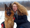 Photo №4. I will sell german shepherd in the city of Kharkov. breeder - price - 591$