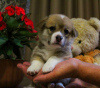 Photo №1. welsh corgi - for sale in the city of Penza | 1035$ | Announcement № 22490