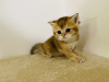 Photo №2 to announcement № 114177 for the sale of british shorthair - buy in Czech Republic breeder