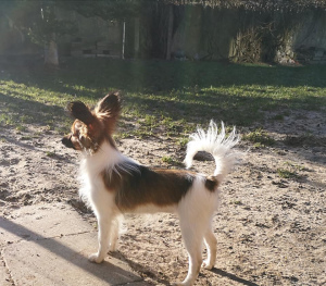 Additional photos: Papillon puppies