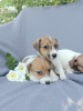 Additional photos: Standard Jack Russell Terrier JRT