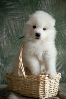 Additional photos: Puppies of a Samoyed dog (Samoyed) from the Kennel