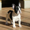 Photo №1. french bulldog - for sale in the city of Hartford | 400$ | Announcement № 109903