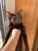 Photo №4. I will sell oriental shorthair in the city of Москва. private announcement - price - 483$