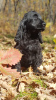 Photo №4. I will sell  in the city of Khabarovsk. breeder - price - 456$