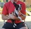 Photo №4. I will sell boston terrier in the city of Belgrade. private announcement - price - negotiated