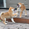 Photo №1. shiba inu - for sale in the city of Helsinki | negotiated | Announcement № 118952