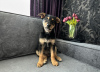 Photo №2 to announcement № 101238 for the sale of non-pedigree dogs - buy in Belarus private announcement