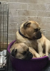 Photo №1. bullmastiff - for sale in the city of Vienna | 317$ | Announcement № 75984