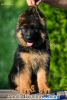 Photo №3. Long-haired German shepherd puppy. All documents. Delivery abroad. Ukraine