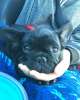 Photo №4. I will sell french bulldog in the city of Wolfsburg. private announcement - price - 380$