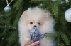 Photo №2 to announcement № 17867 for the sale of pomeranian - buy in Ukraine private announcement, from nursery, breeder