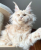 Photo №4. I will sell maine coon in the city of Berlin. breeder - price - 317$