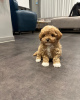Photo №1. cavalier king charles spaniel, chihuahua, drever, maltipu, poodle (toy) - for sale in the city of Victoria Park | 450$ | Announcement № 66100