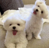 Photo №1. bichon frise - for sale in the city of Riyadh | negotiated | Announcement № 77728