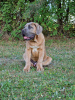 Photo №2 to announcement № 106782 for the sale of cane corso - buy in Poland breeder