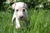 Photo №3. Greyhound puppies for sale. Belarus