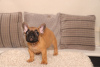 Additional photos: Vaccinated French Bulldog puppies available now