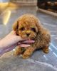 Photo №1. poodle (toy) - for sale in the city of Брисбен | 450$ | Announcement № 122918