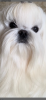 Photo №1. maltese dog - for sale in the city of Borisov | negotiated | Announcement № 106965