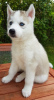 Photo №2 to announcement № 115596 for the sale of siberian husky - buy in Netherlands breeder