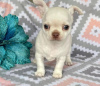 Photo №2 to announcement № 87927 for the sale of chihuahua - buy in Netherlands 