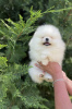 Photo №1. pomeranian - for sale in the city of Дрезден | 380$ | Announcement № 127351